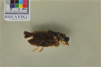 藏品(麻雀)的圖片